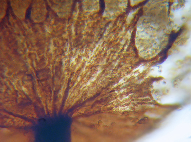 Cribraria intricata?